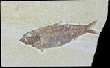 Detailed Fossil Fish (Knightia) - Wyoming #88566-1